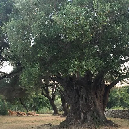 Li Tauli